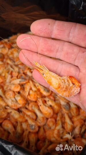 Креветка азовская