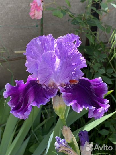 Ирисы бородатые 300 сортов