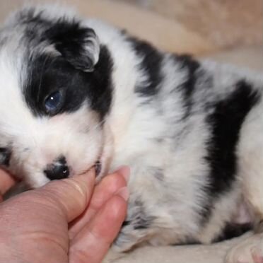 Австралийская овчарка, щенок