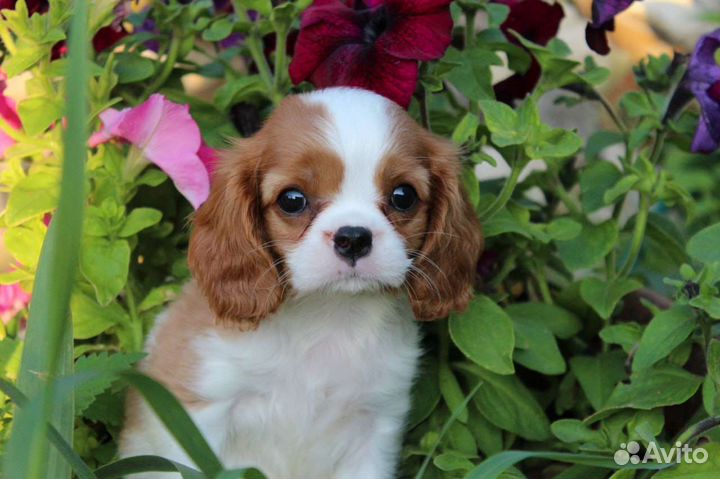 Кавалерочка