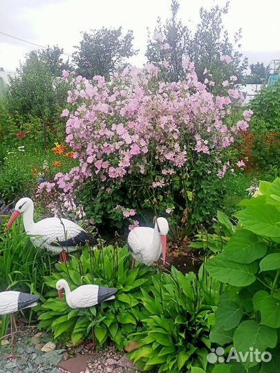 Лаватера многолетняя