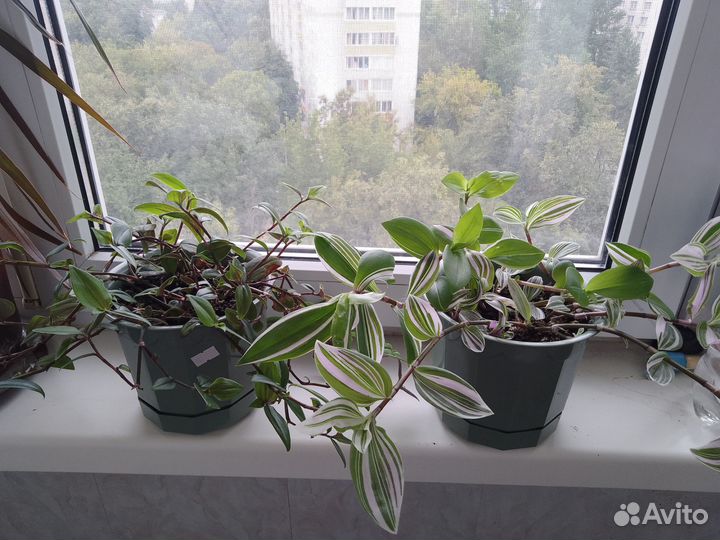 Традесканция