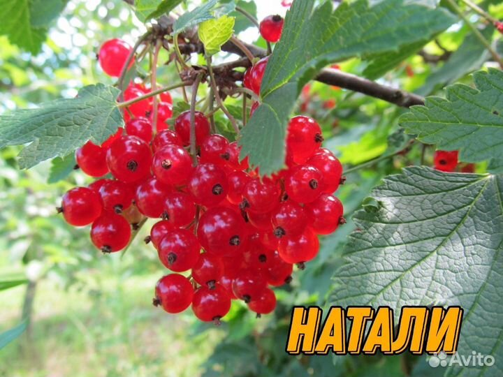 Саженцы смородины и крыжовник