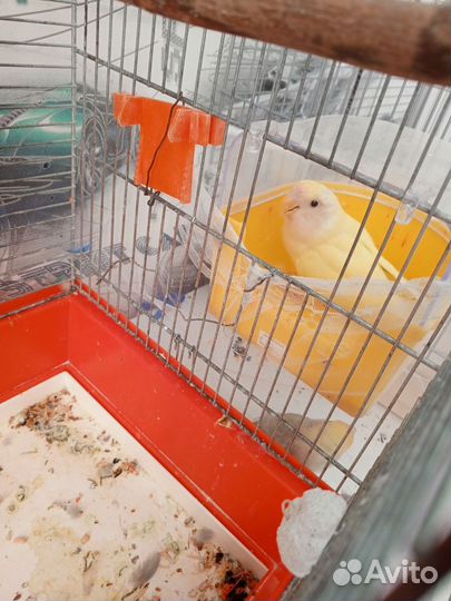 Попугаи неразлучники