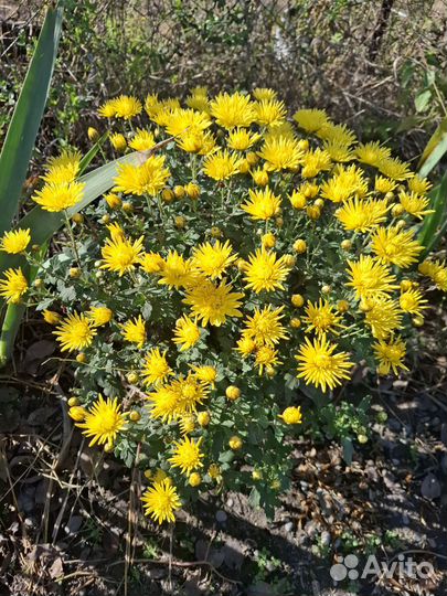 Низкорослые хризантемы