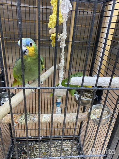 Пара Венесуэльских Амазонов