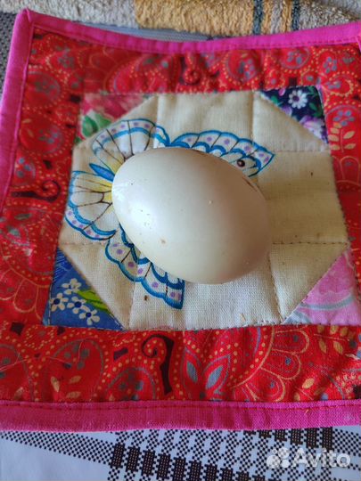 Индоутиные яйца для инкубатора