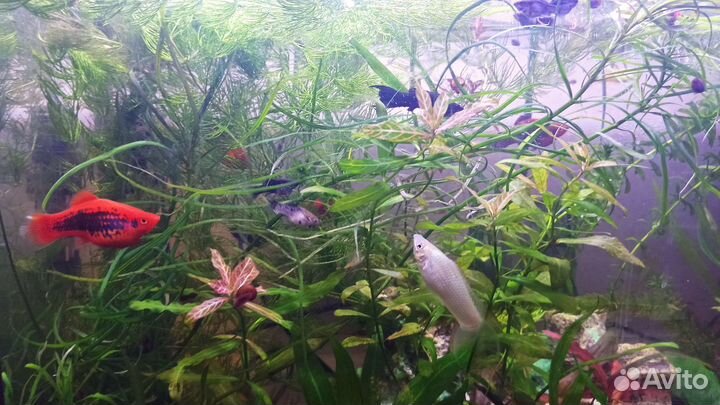 Аквариумные рыбки