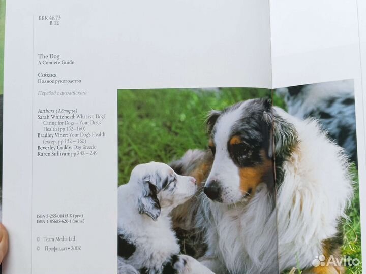 Собака. Сара Вайтхэд