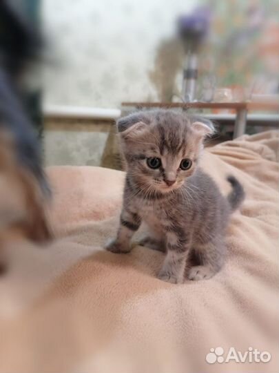 Котята бесплатно