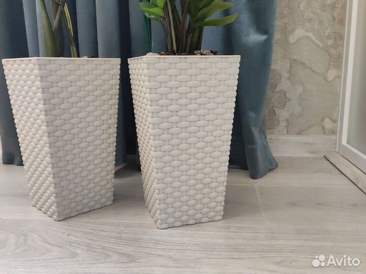 Замиокулькас