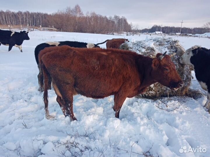 Корова высокоудойная