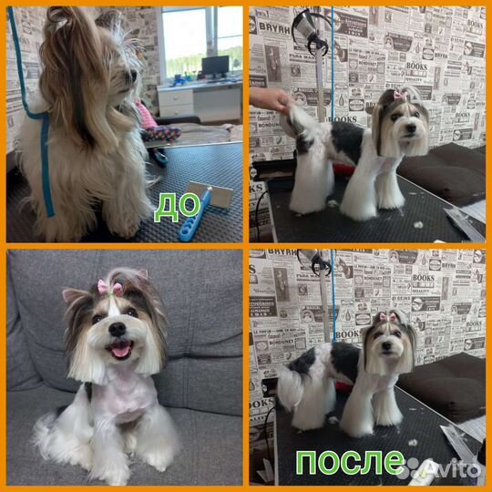 Стрижка собак и кошек/экспресс -линька