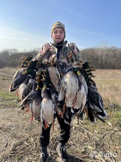 Охота на утку