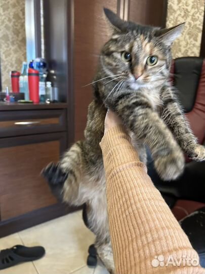 Кошка в добрые руки
