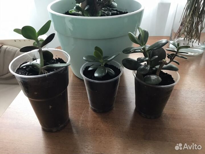 Денежное дерево толстянка