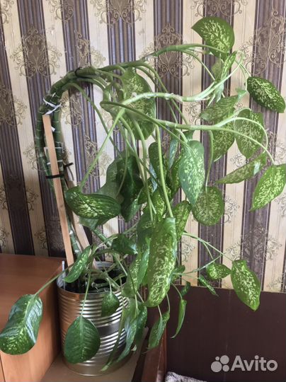 Диффенбахия