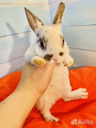 Кролик карликовый рекс