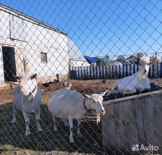 Зааненские козы