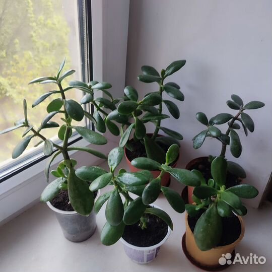 Денежное дерево