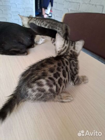 Бенгальская