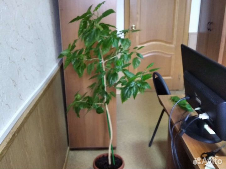 Гибискус сформирован деревцем