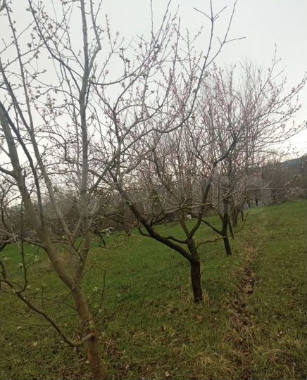Участок 75 сот. (СНТ, ДНП)