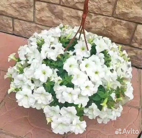 Вегетативная петуния рассада