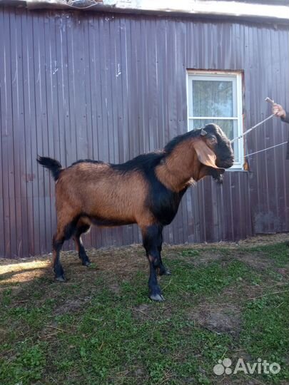 Нубийские козы