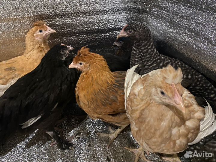 Бройлеры 40 дневные куры молодки несушки