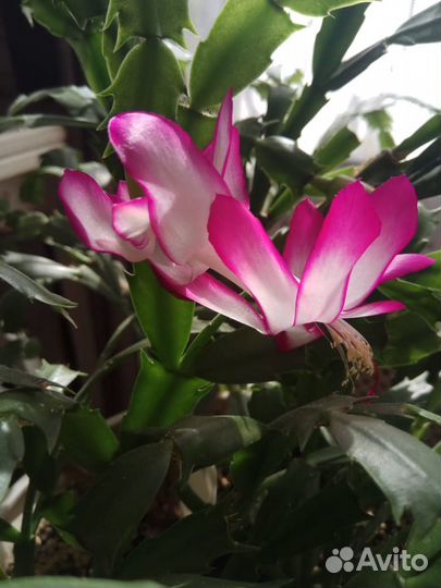 Декабристы 5 сортов