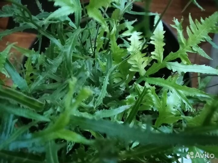 Комнатные растения