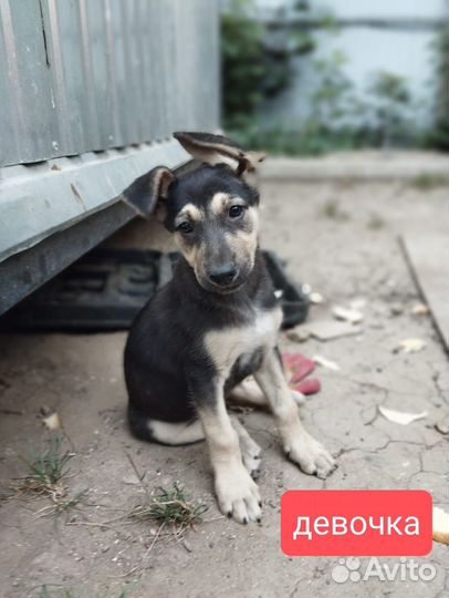 Щеночек- звоночек