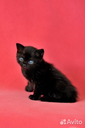 Котята 1 месяц