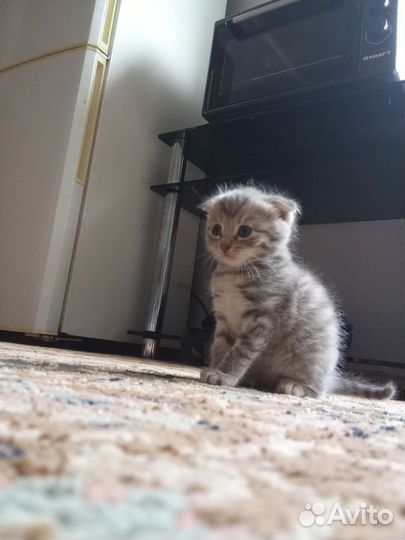 Котята в добрые руки бесплатно