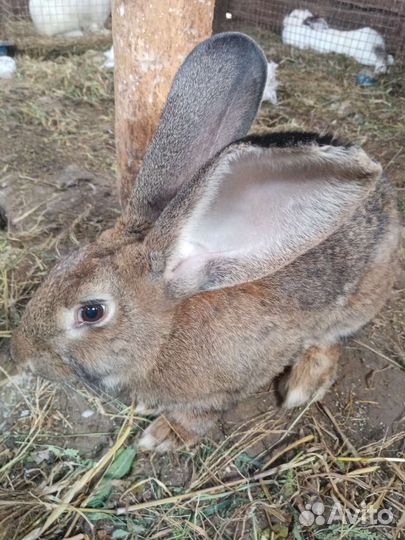 Кролик самец