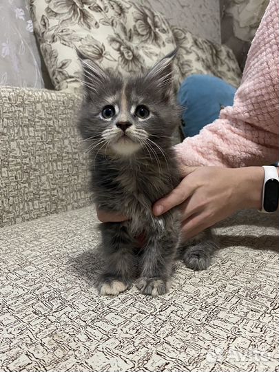 Котята мейн-кун девочки
