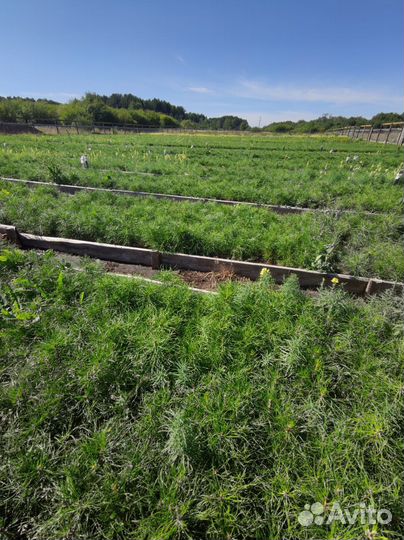 Сеянцы ели зкс от производителя