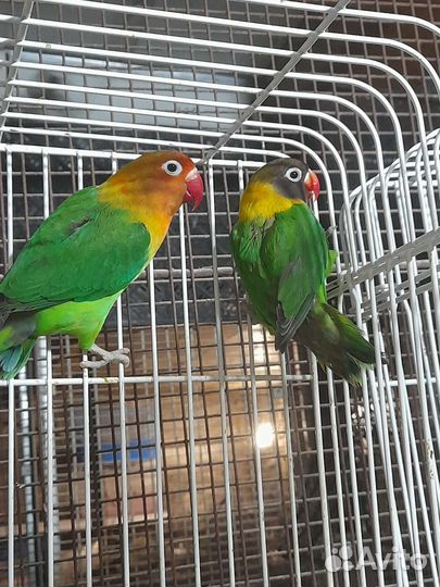 Попугаи с питомника