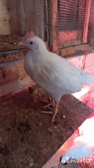 Петушки Леггорн