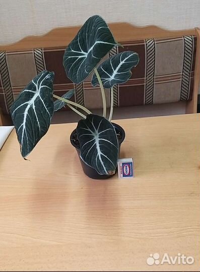 Алоказия black velvet и Дварф амазоника