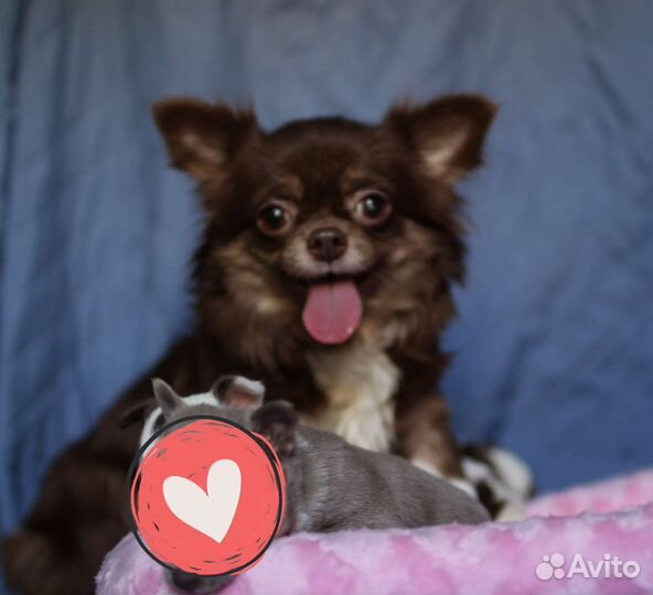 Чихуахуа девочка