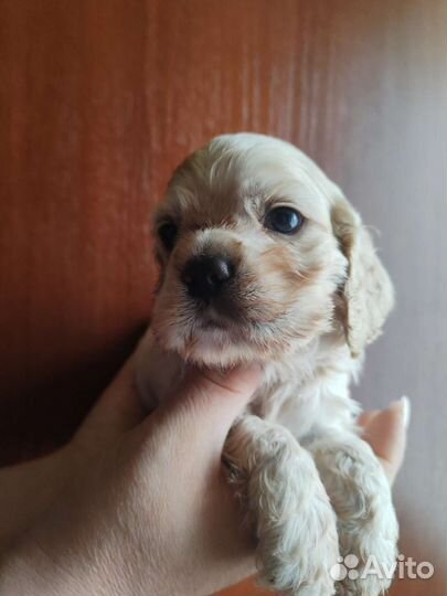 Кокер спаниель американский