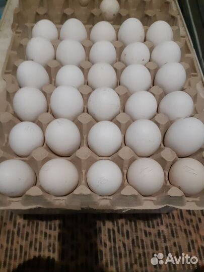 Яйцо для инкубации пародной птицы