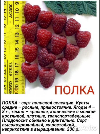 Ремонтантная малина, таганка и полка