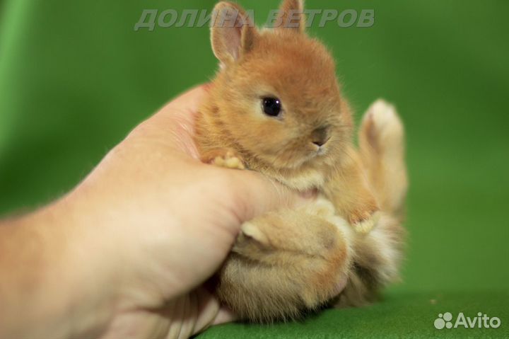 Кролик мальчик минор желтый оттер