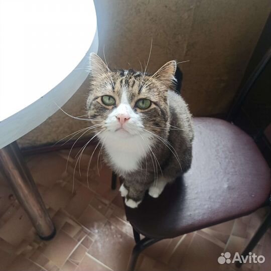 Котик Василий