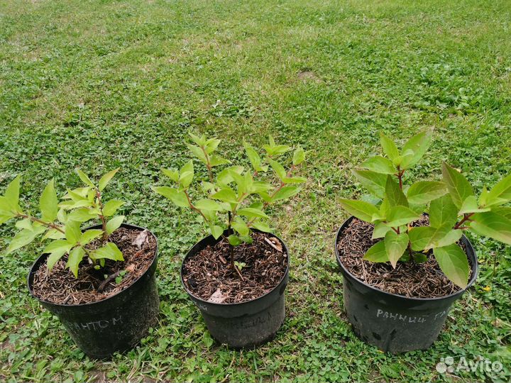 Гортензия метельчатая