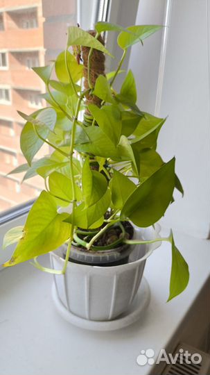 Комнатные растения цветы