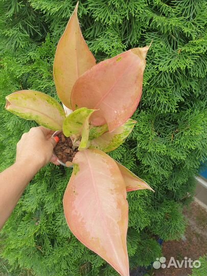 Aglaonema Тай